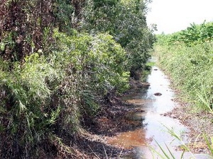 20.000ha rừng tràm Cà Mau khô hạn cấp nguy hiểm